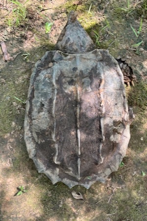Top view of an Alligator Snapping Turtle showing three ridges.