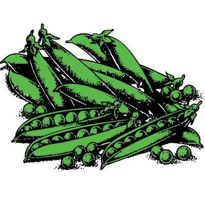 Cluster of green pea pods with some open, revealing peas inside.